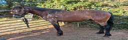 Appaloosa horses for sale: Superstar pony ready to mould. To make avout 14.1h - Advert 11