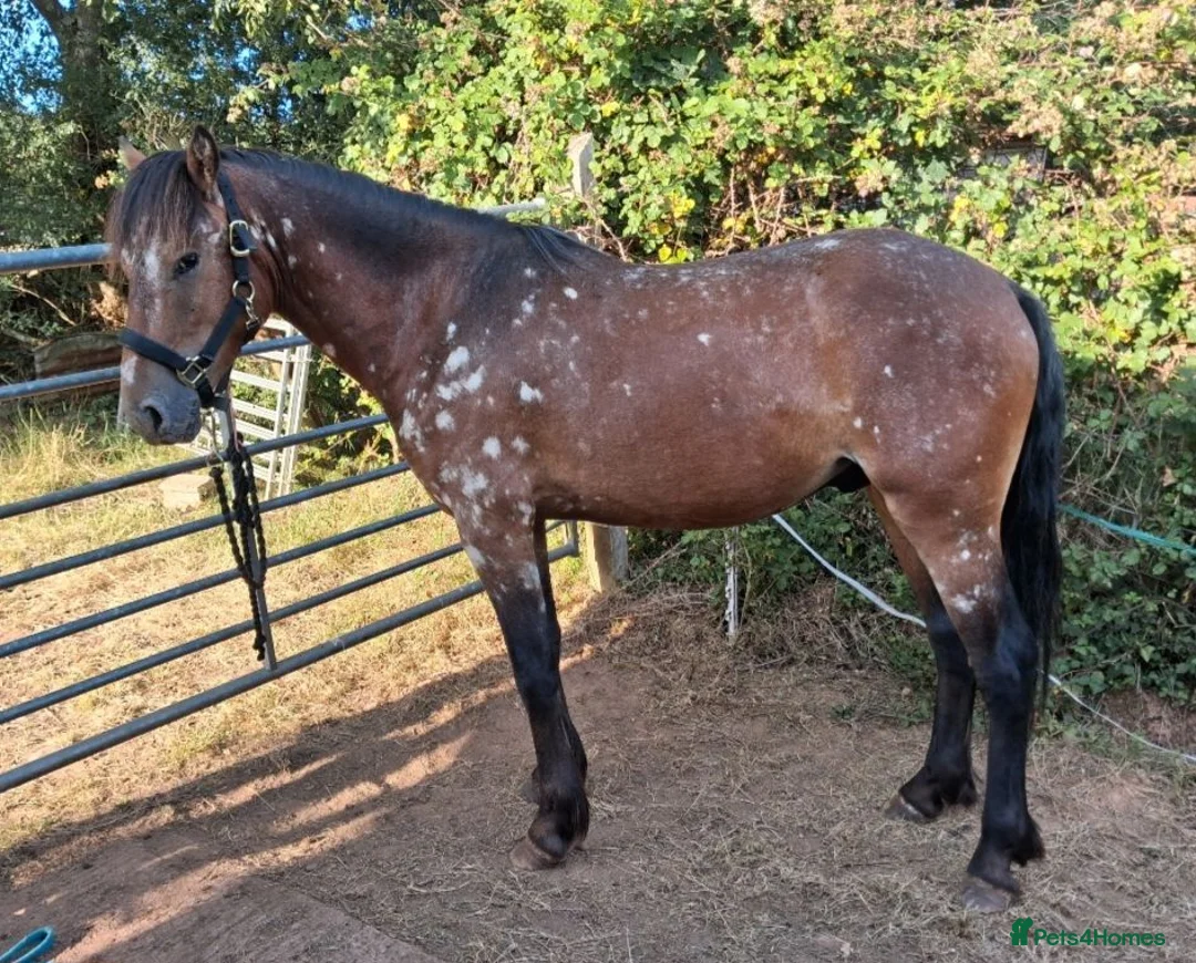 Appaloosa horses for sale: Superstar pony ready to mould. To make avout 14.1h - Advert 11