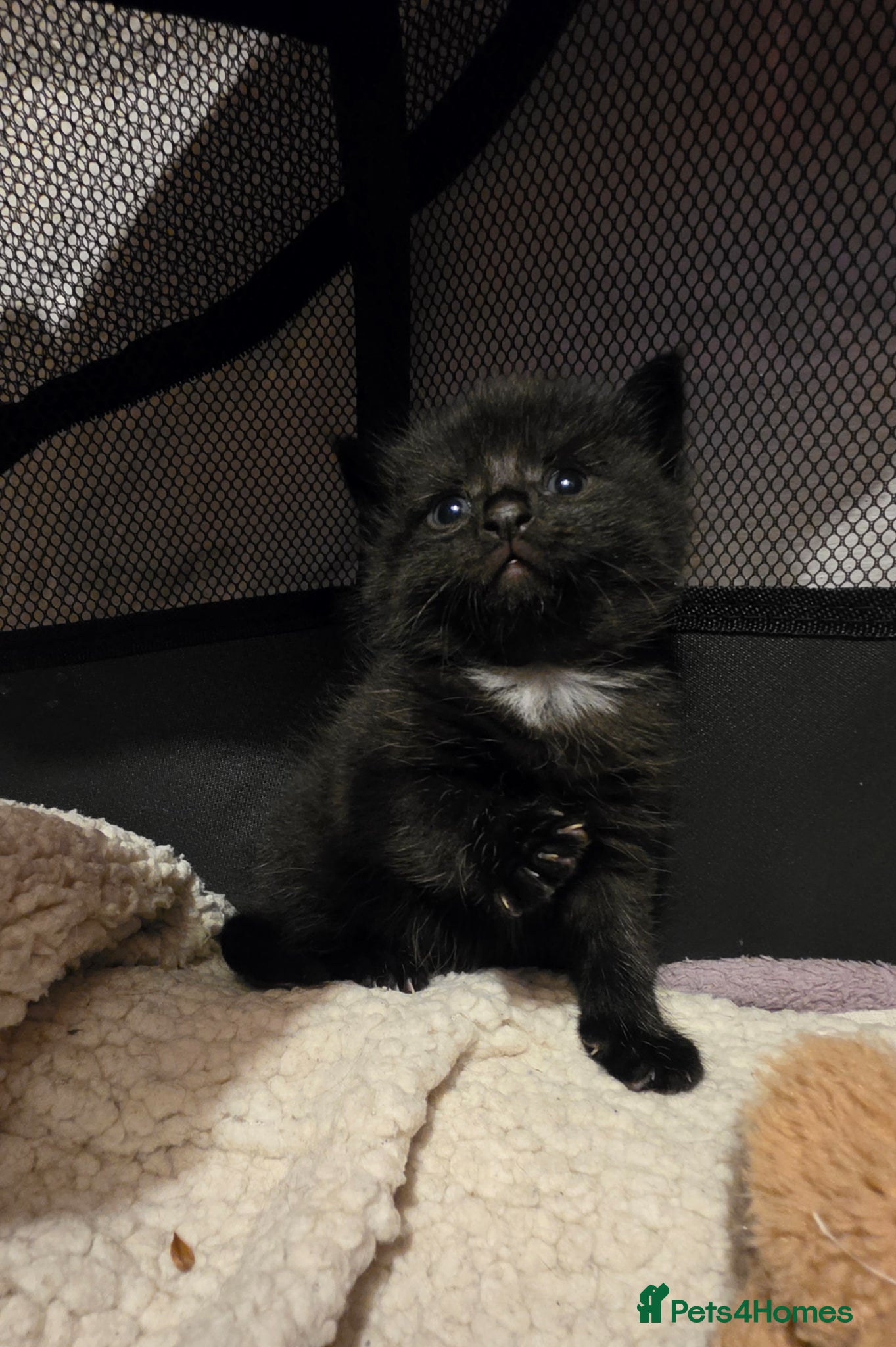 Mixed Breed cats Mixed breed kittens  - Advert 18