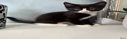 Mixed Breed cats for sale: 3 beautiful kittens for sale - Advert 5