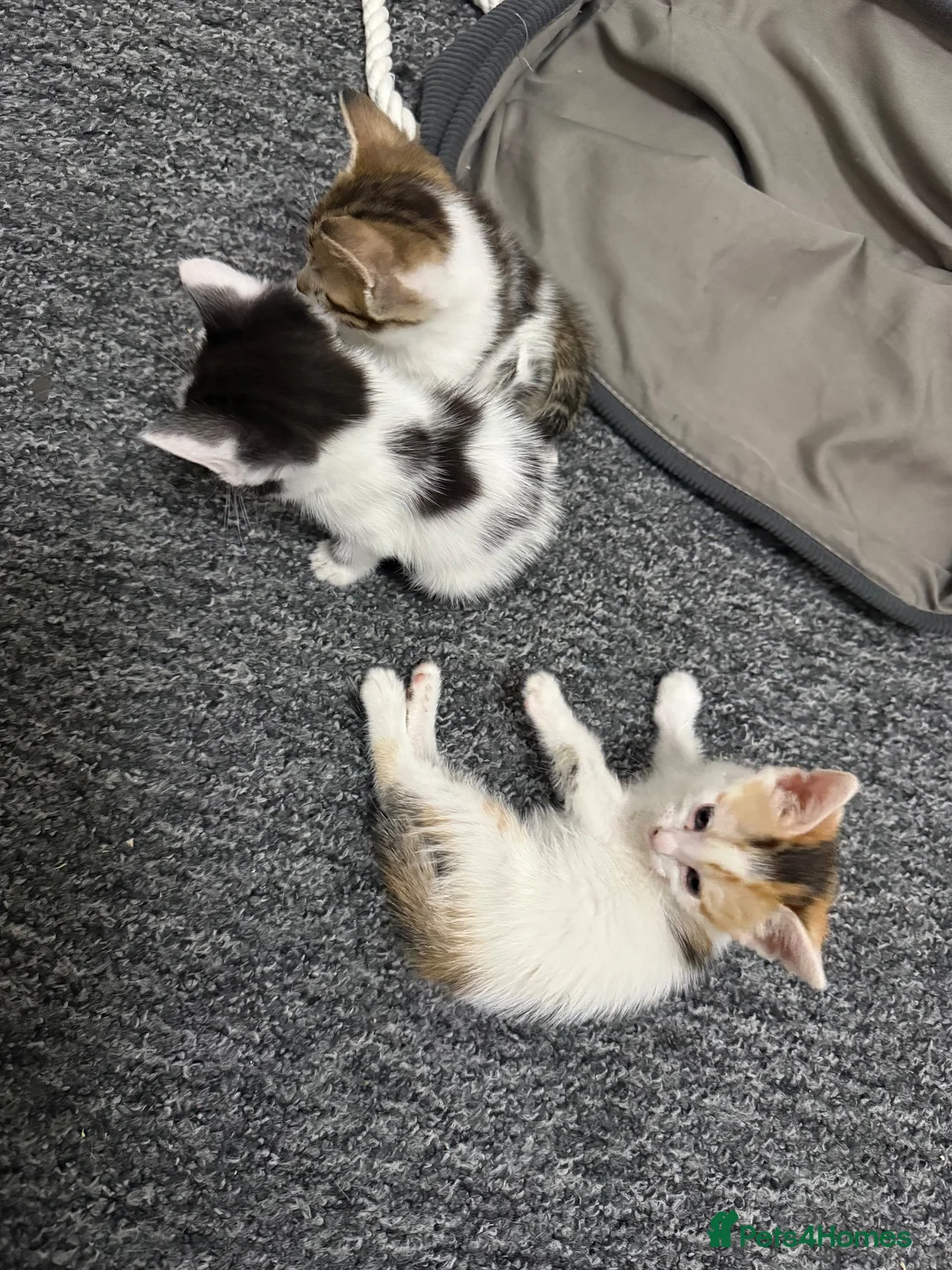 British Shorthair cats for sale: 4 kittens for sale 3 male and 1 female  - Advert 2