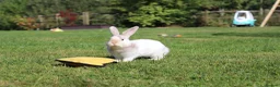 Angora rabbits for sale:     Beautiful Baby Angora Cross bunny rabbit - Advert 5