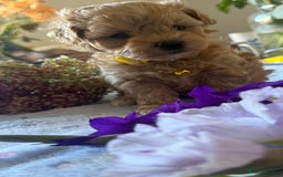 Maltipoo dogs for sale: Perfect small Maltipoo’s  puppy’s ❤️ - Image 10