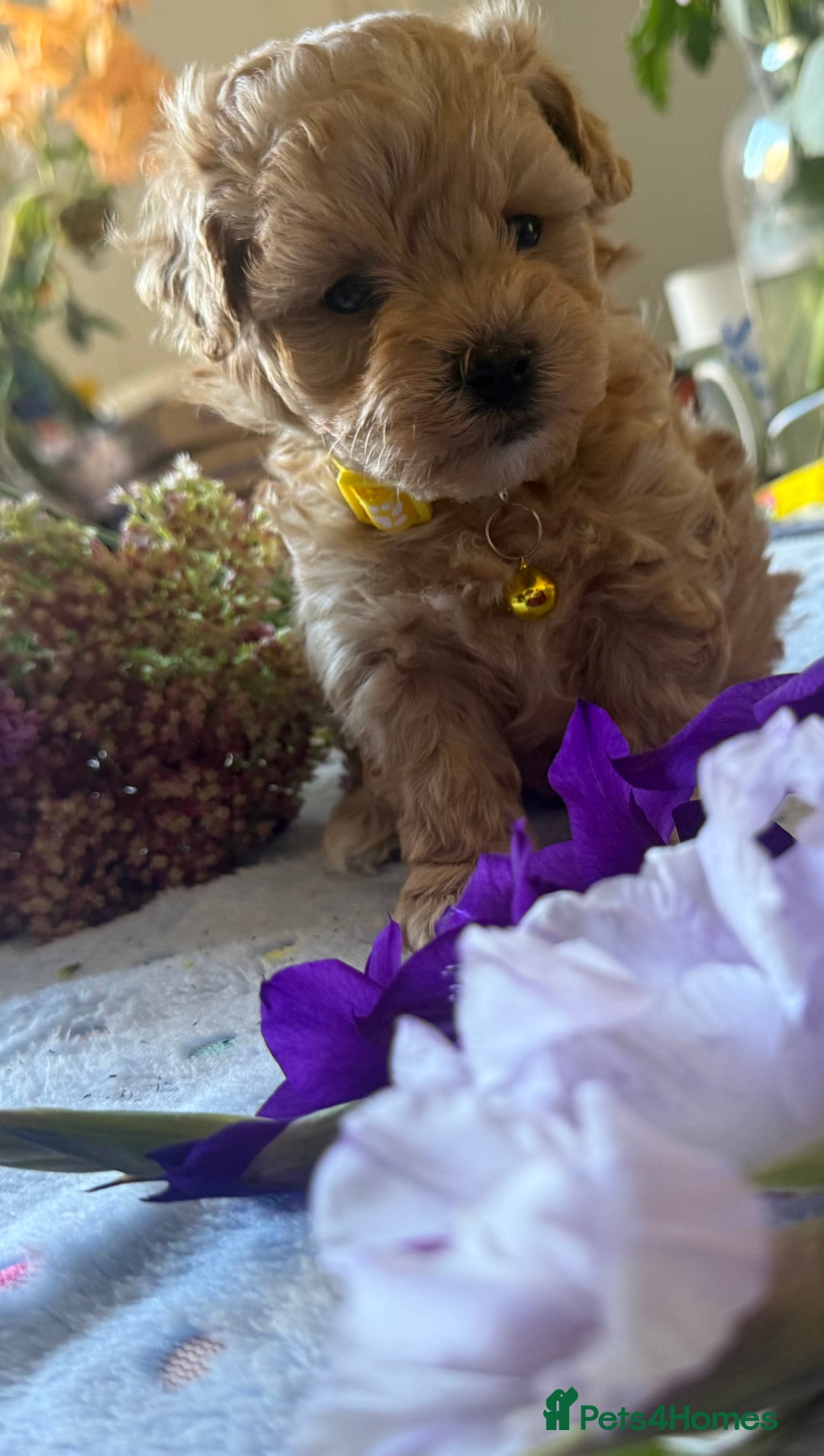 Maltipoo dogs for sale: Perfect small Maltipoo’s  puppy’s ❤️ - Image 10