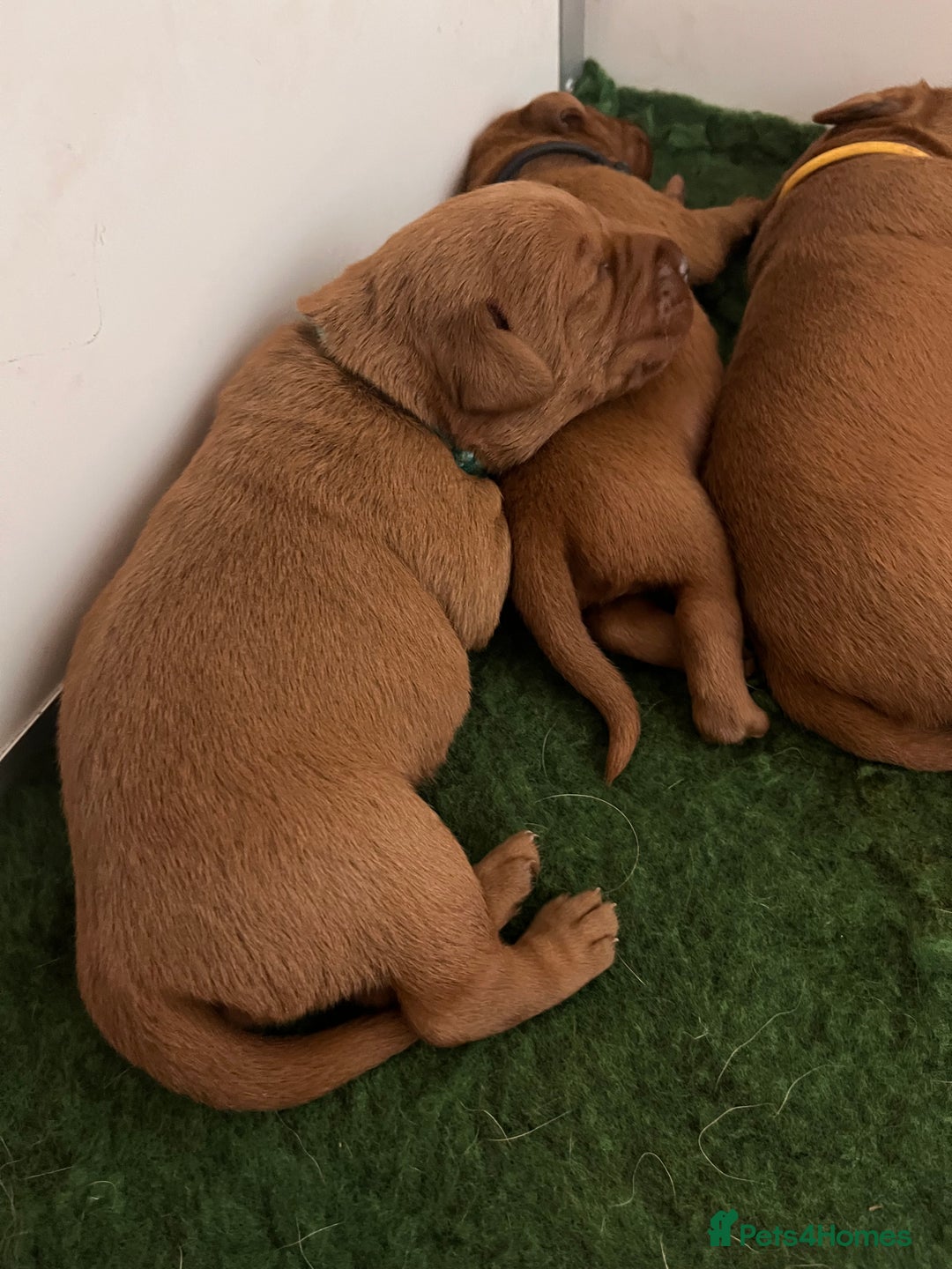 Labrador Retriever dogs for sale: Health tested extremely dark fox red Labradors - Image 8