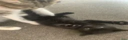 Domestic Shorthair cats for sale: Beautiful Black & Black/White Kittens Available in Colne - Advert 3