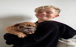 English Bulldog dogs for sale: Stunning litter of coloured Bulldogs home reared - Advert 18