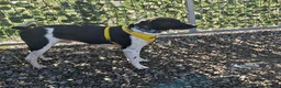 Mixed Breed dogs for adoption:  Stratos ❤️  - Advert 9