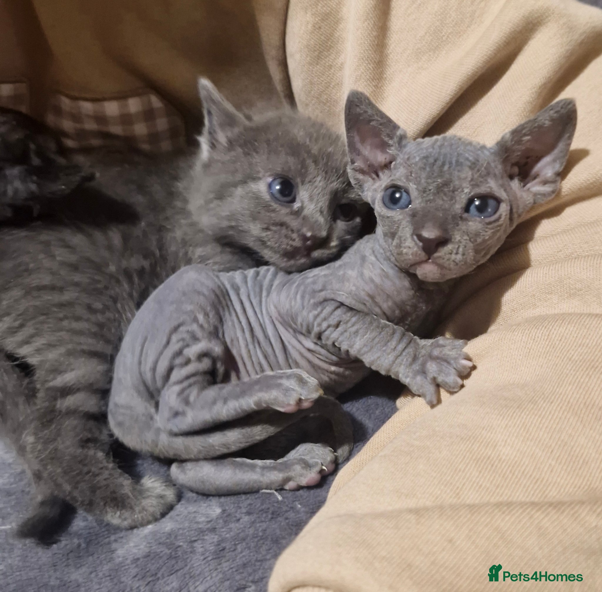 Mixed Breed cats RARE Sphynx Cross Babies - Advert 12