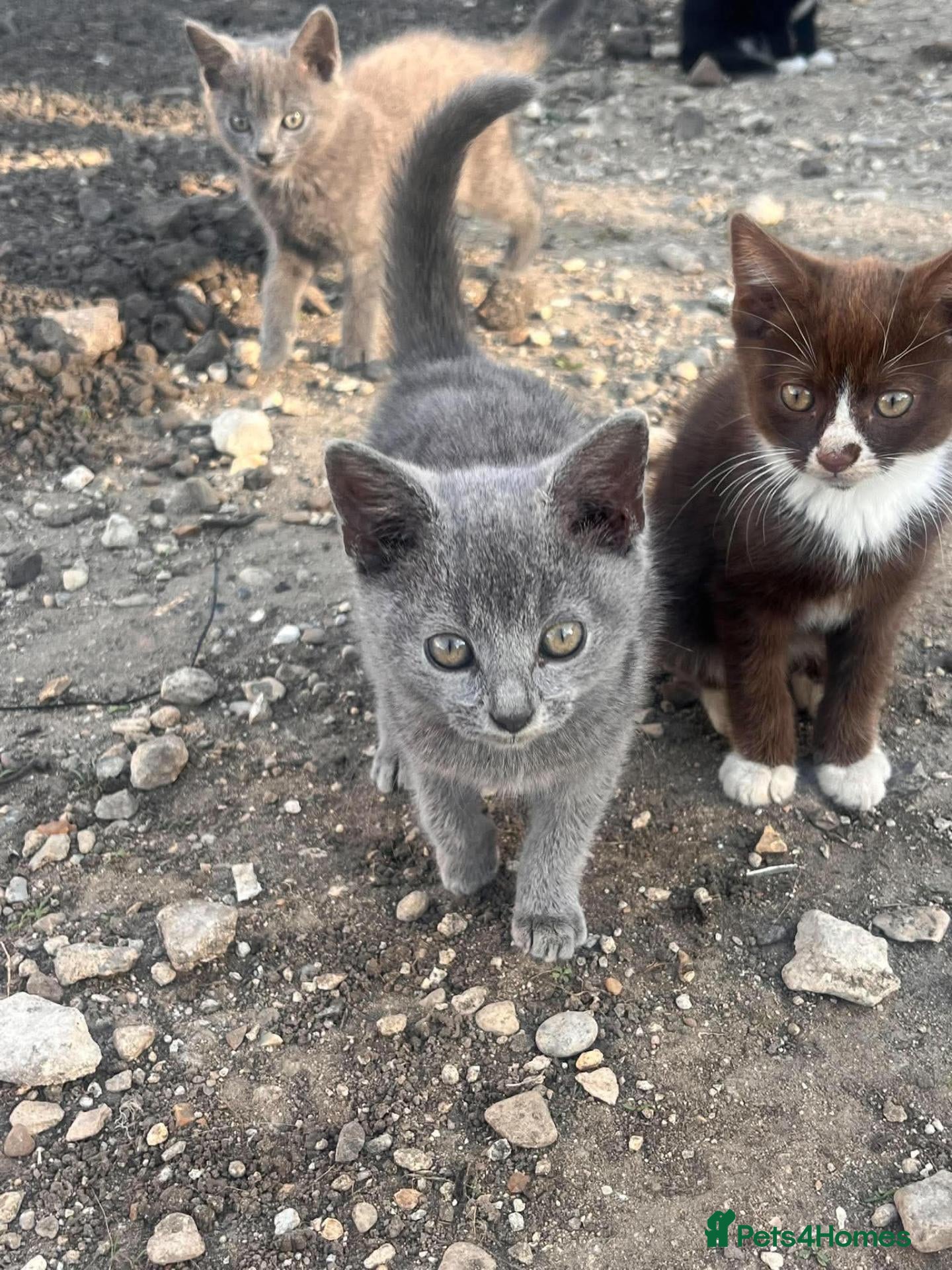 Mixed Breed cats Kittens for Sale - Advert 1