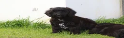 Cavapoo dogs for sale: Beautiful Cavapoo puppies for sale - Advert 3