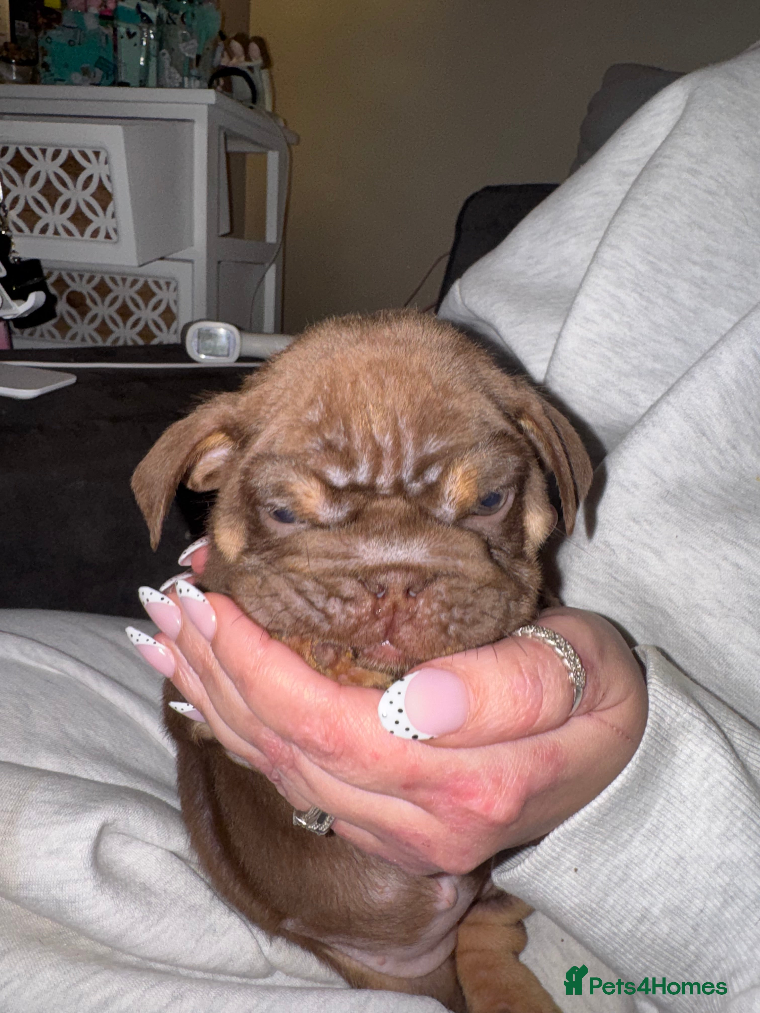 English Bulldog dogs Bettie X Sorento son of 007🧬💥🧬 - Advert 7