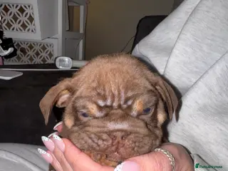 English Bulldog dogs Bettie X Sorento son of 007🧬💥🧬 - Advert 7