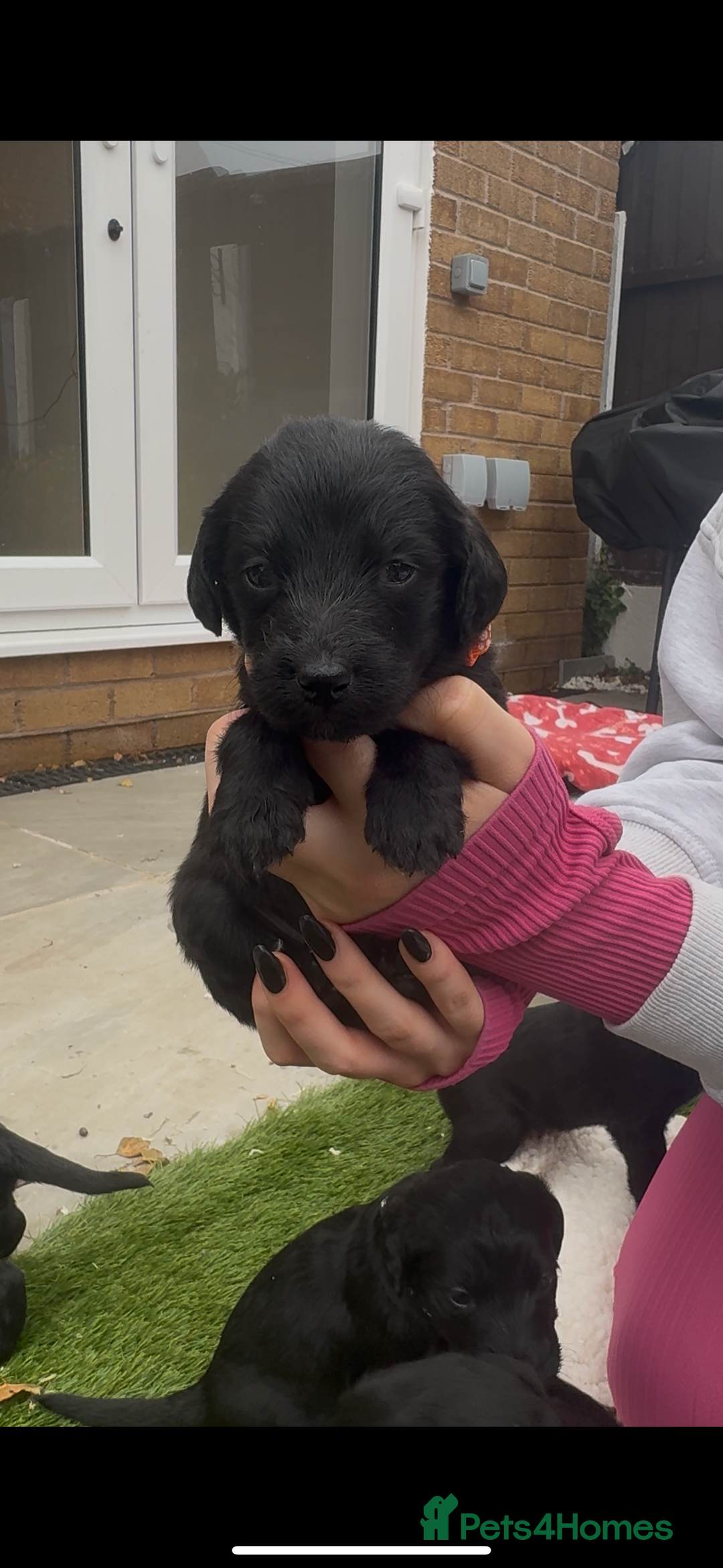 Labradoodle dogs for sale: Labradoodles  - Image 3