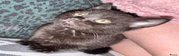 British Shorthair cats for sale: British Shorthair kittens - Advert 30