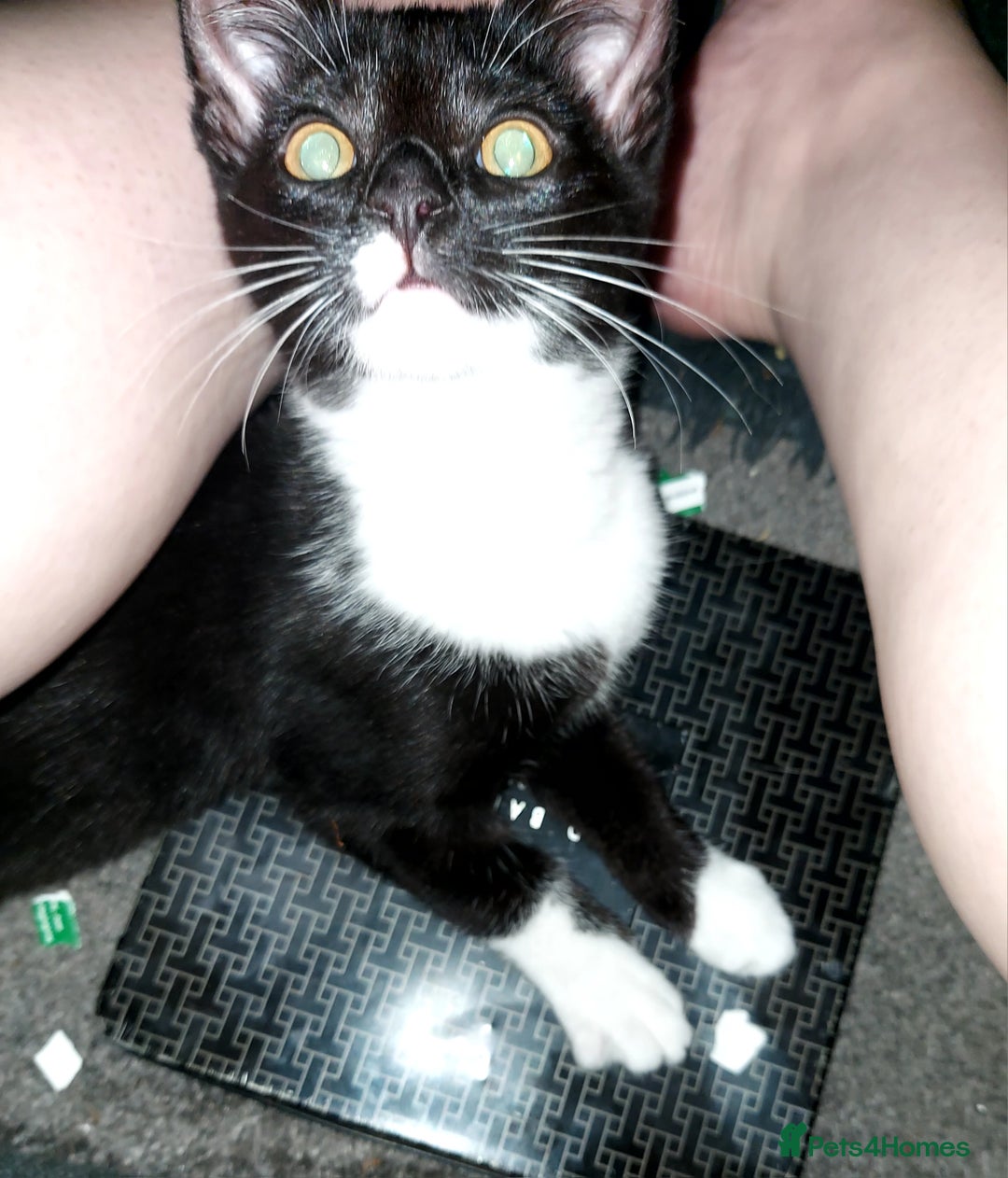 Maine Coon cats for sale: Female kitten  - Image 3
