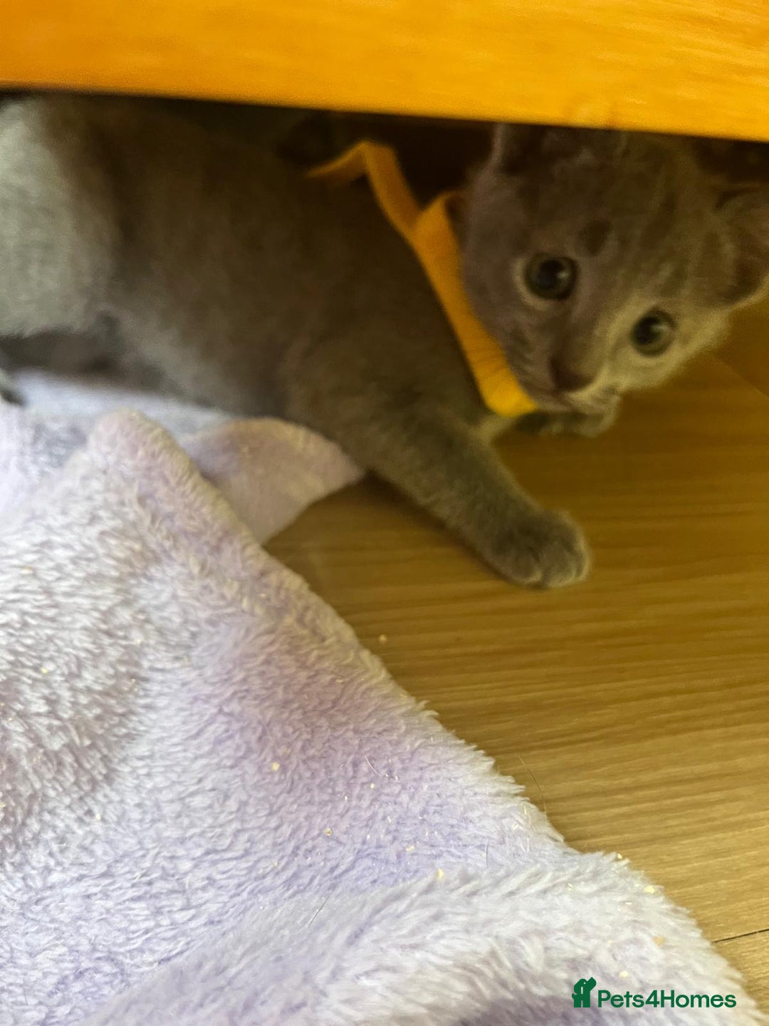 Russian Blue cats for sale: Pure Breed Russian Blue TICA registered  - Image 2
