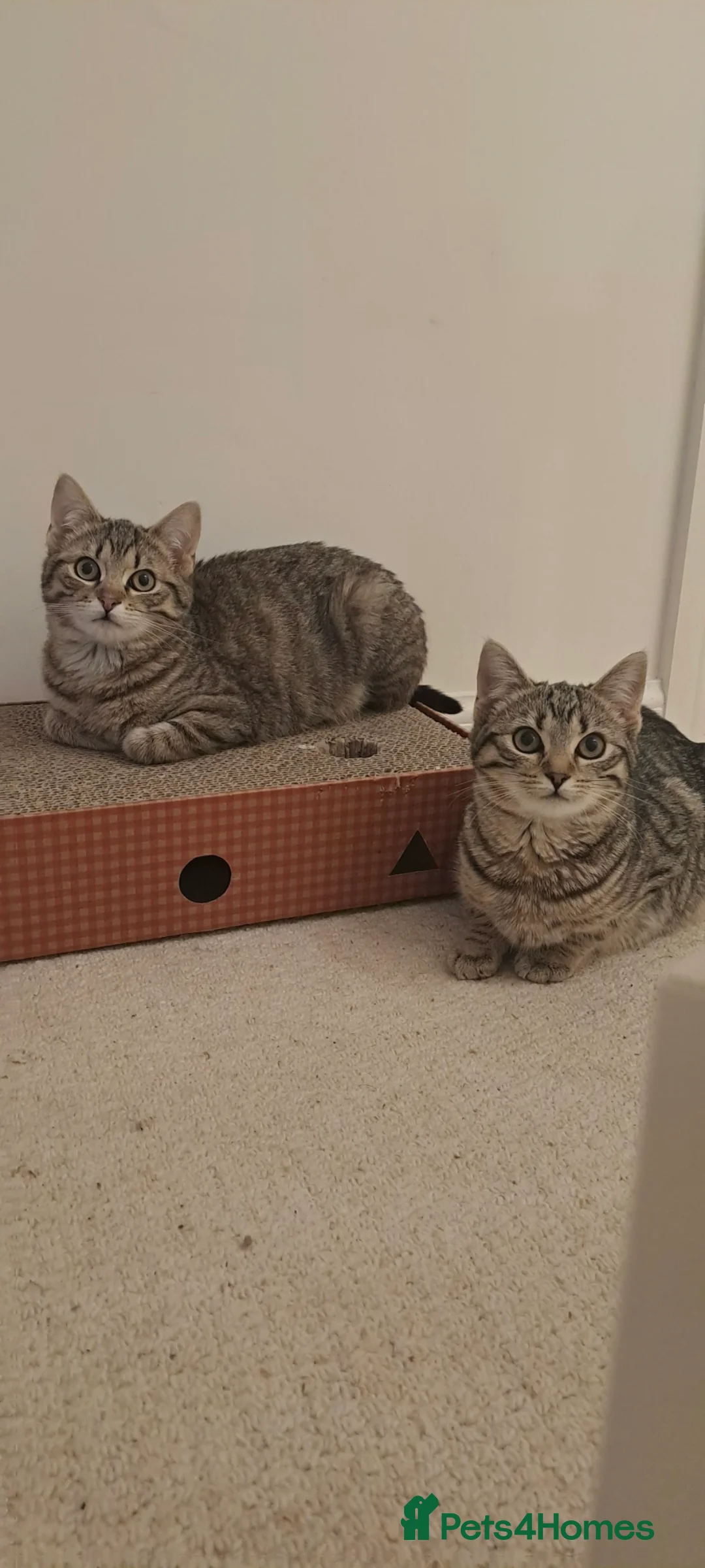 Mixed Breed cats for sale: Quarter Bengal kittens, looking for forever homes  - Advert 12