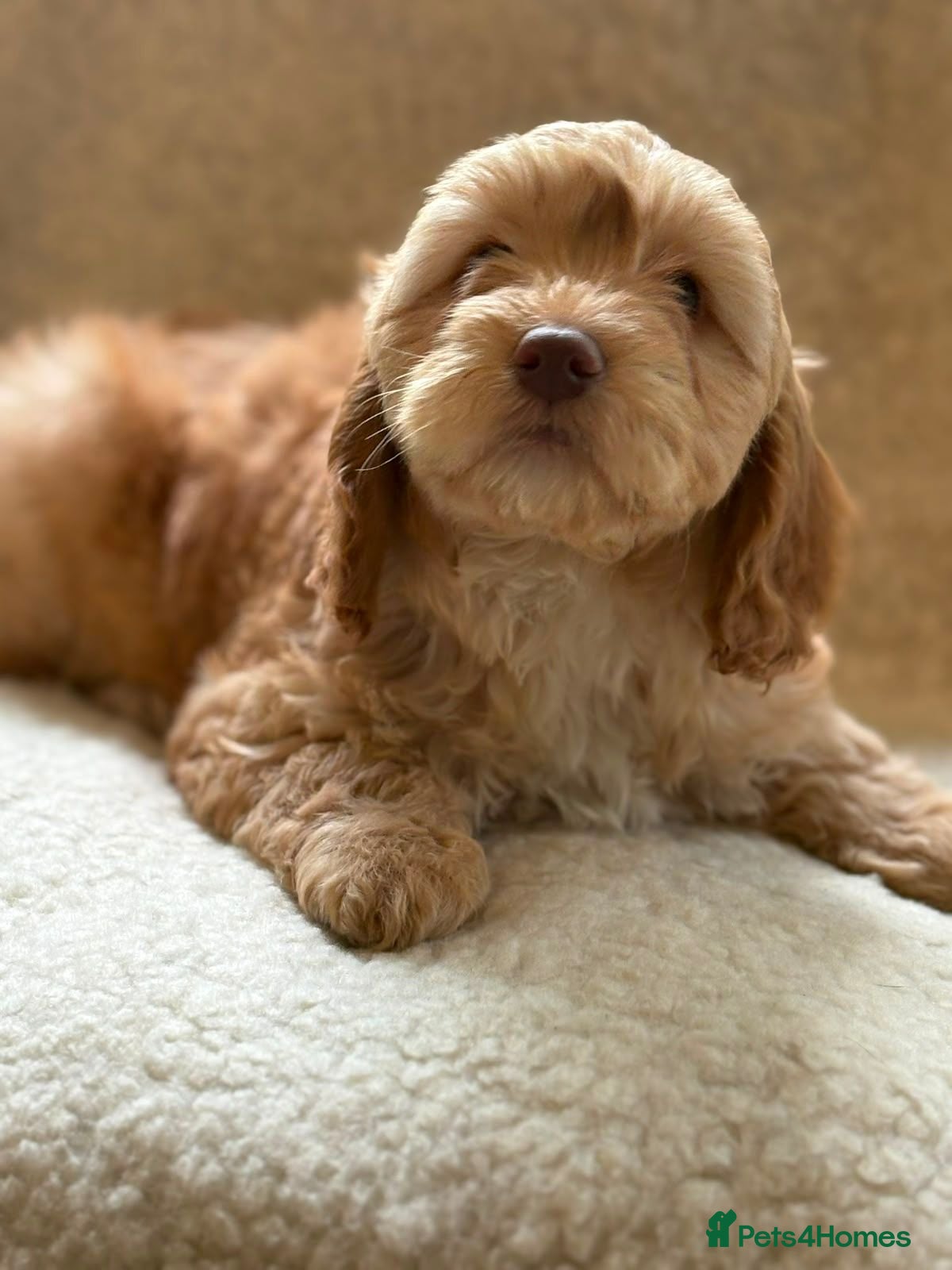 Cockapoo dogs Apricot Cockapoo's - Advert 6