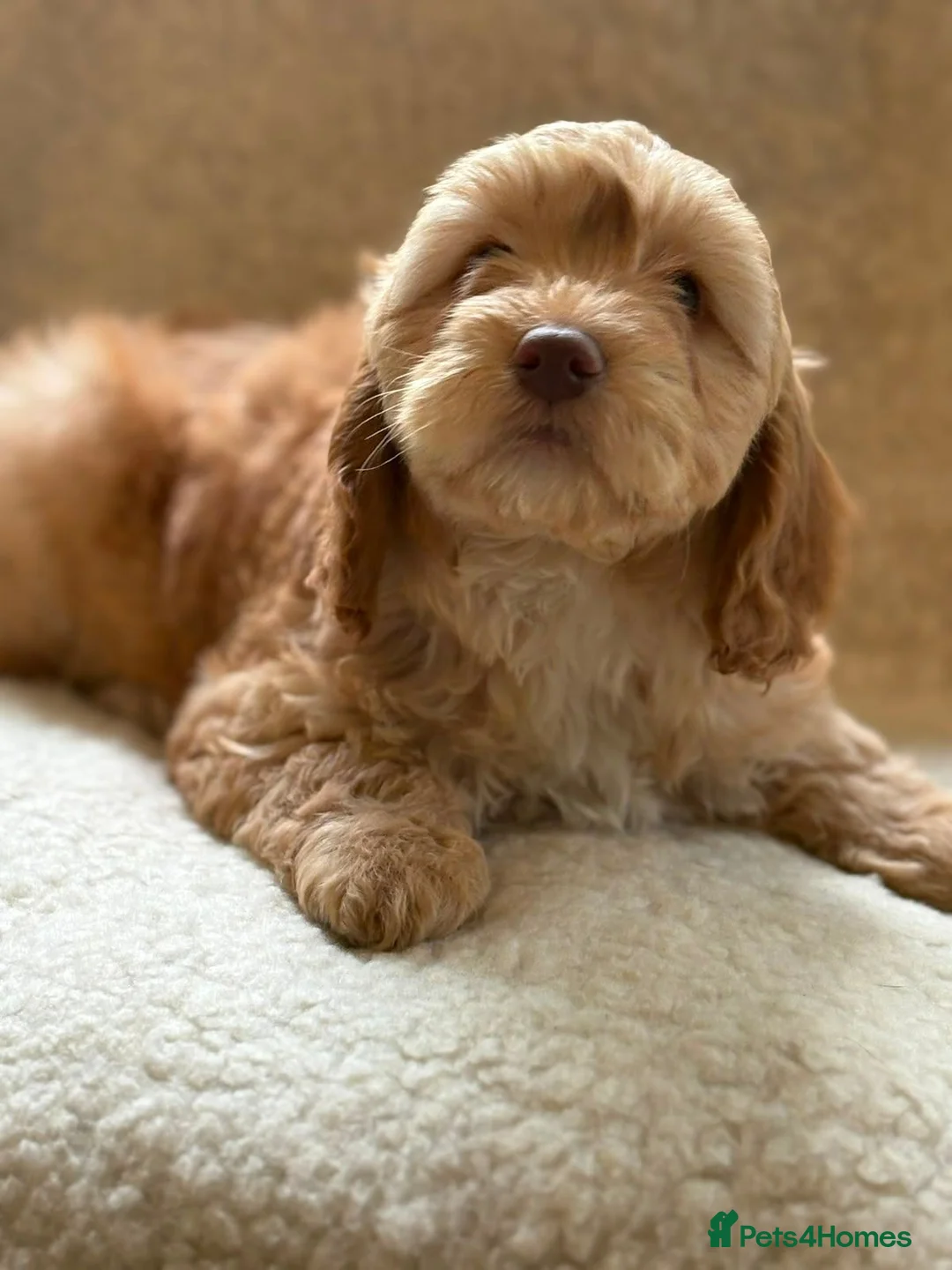 Cockapoo dogs for sale: Apricot Cockapoo's - Advert 1