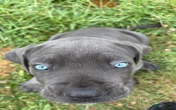 Cane Corso dogs for sale: Beautiful cane Corso puppies  - Image 5