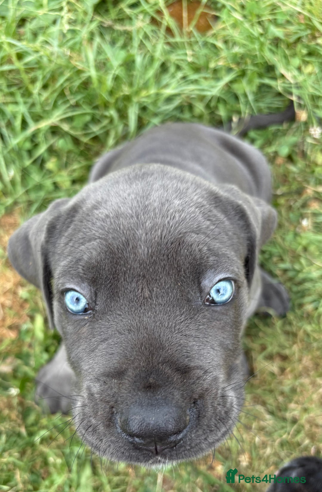 Cane Corso dogs for sale: Beautiful cane Corso puppies  - Image 5