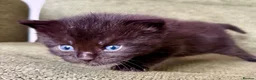 Ragdoll cats for sale: Absolute unique beauties Mink Ragdoll x BSH - Advert 15
