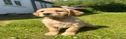 Mixed Breed dogs for sale:  ☘️ Golden Irish puppies available  ☘️ - Advert 14