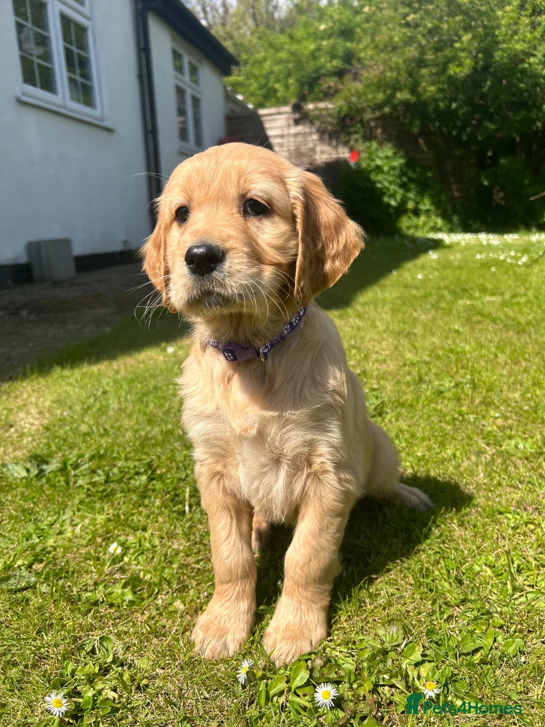 Mixed Breed dogs for sale:  ☘️ Golden Irish puppies available  ☘️ - Advert 14