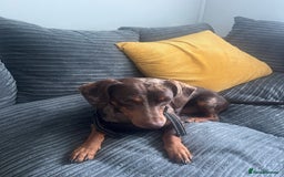 Mixed Breed dogs for sale: Male 2yo mixed breed daschund - Image 2