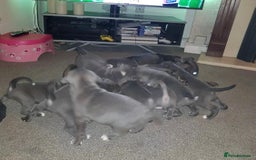 Staffordshire Bull Terrier dogs for sale: Beautiful blue Staffordshire bull terrier puppies  - Image 5