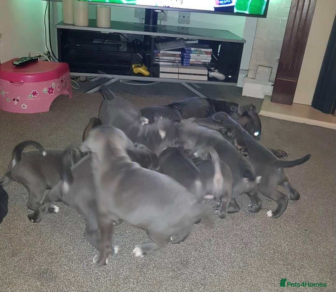 Staffordshire Bull Terrier dogs for sale: Beautiful blue Staffordshire bull terrier puppies  - Image 5
