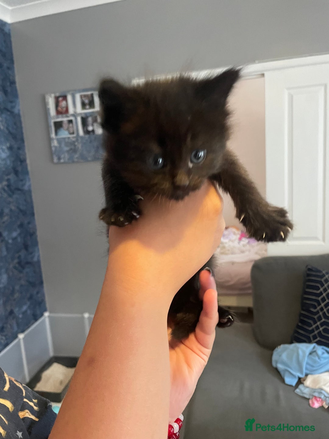 Mixed Breed cats for sale: 3 female kittens for sale - Image 2