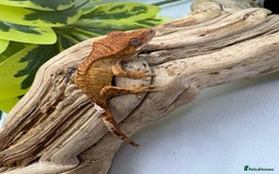 Gecko reptiles for sale: Crested Gecko Babies - Advert 2