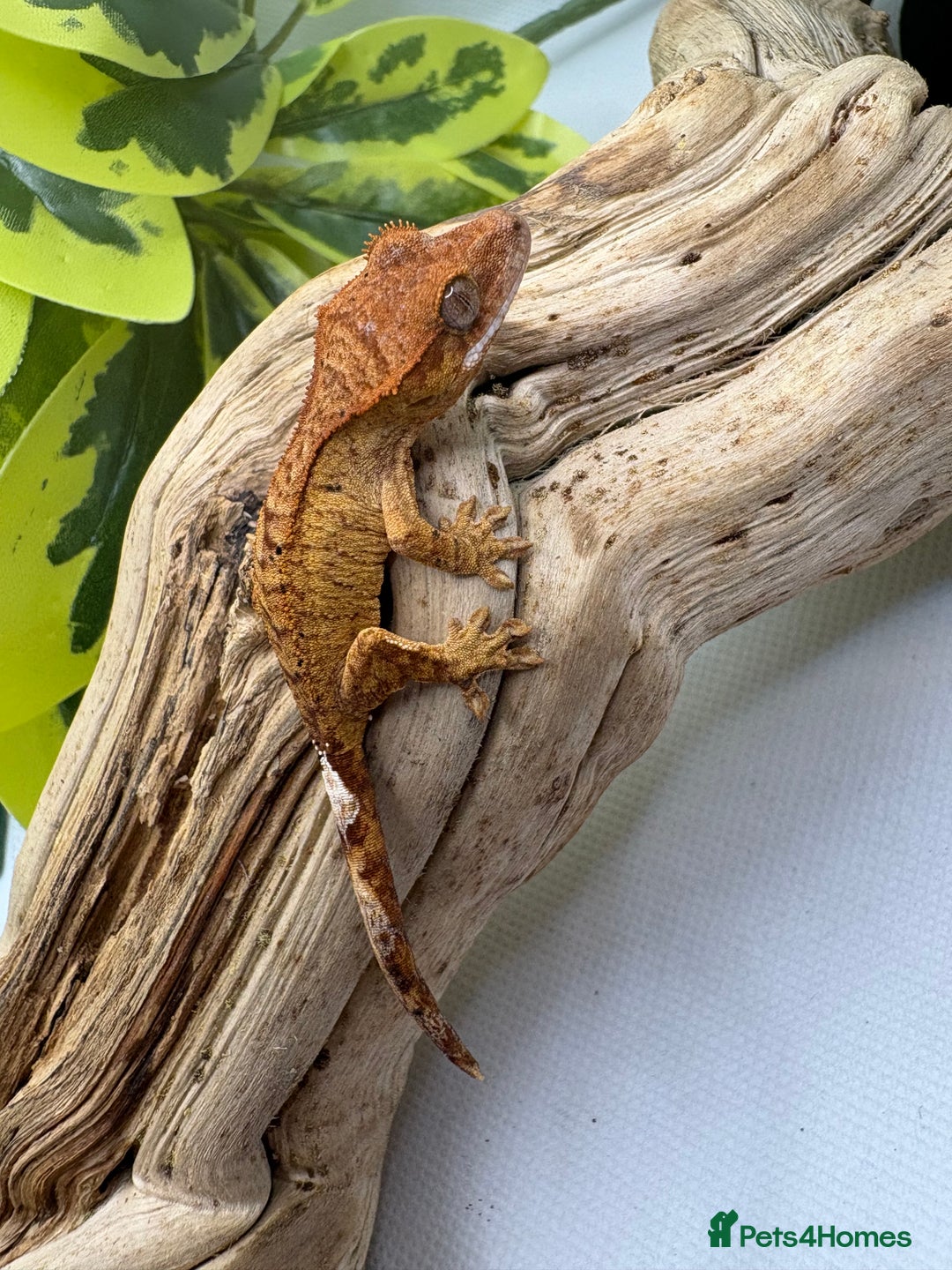 Gecko reptiles for sale: Crested Gecko Babies - Advert 2