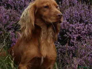 Cocker Spaniel dogs Working Cocker Spaniels - Advert 6