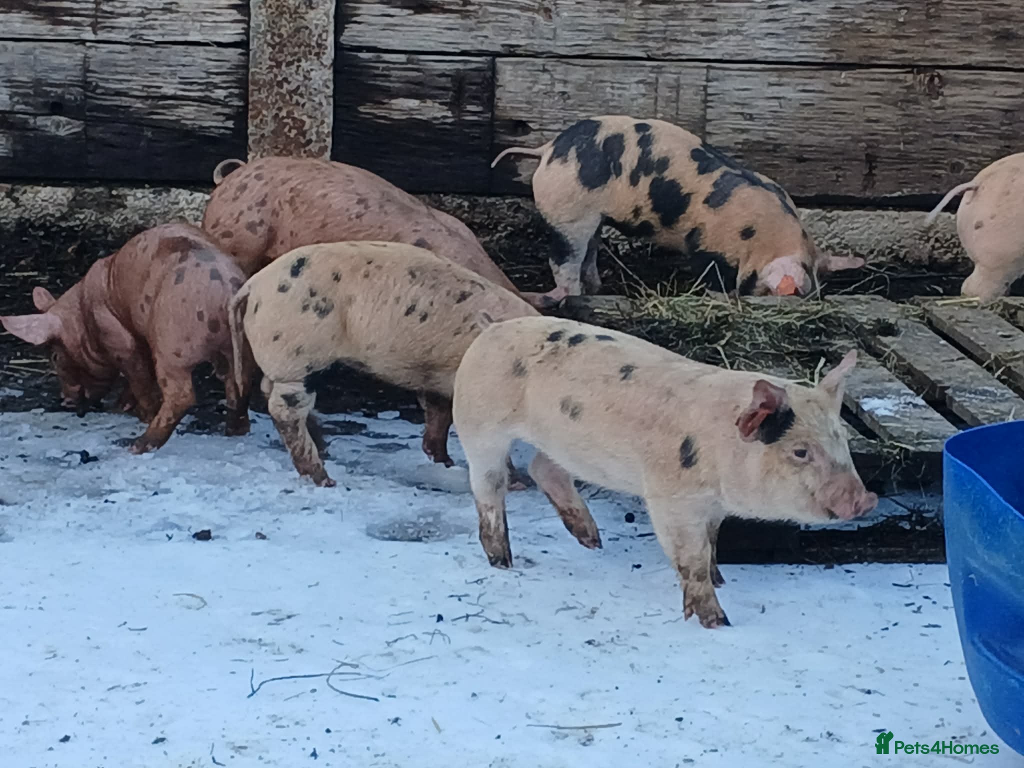 Pig livestock OSB x Pietrain piglets - Advert 1