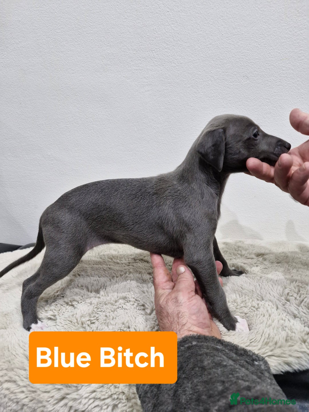 Whippet dogs for sale: KC Reg Whippet Puppies for sale  - Advert 7