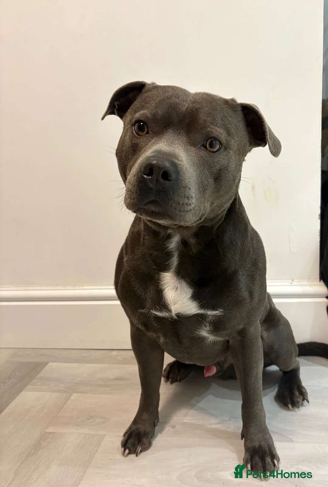 Staffordshire Bull Terrier dogs for stud: Blue staffy for stud  in Frizington - Advert 3