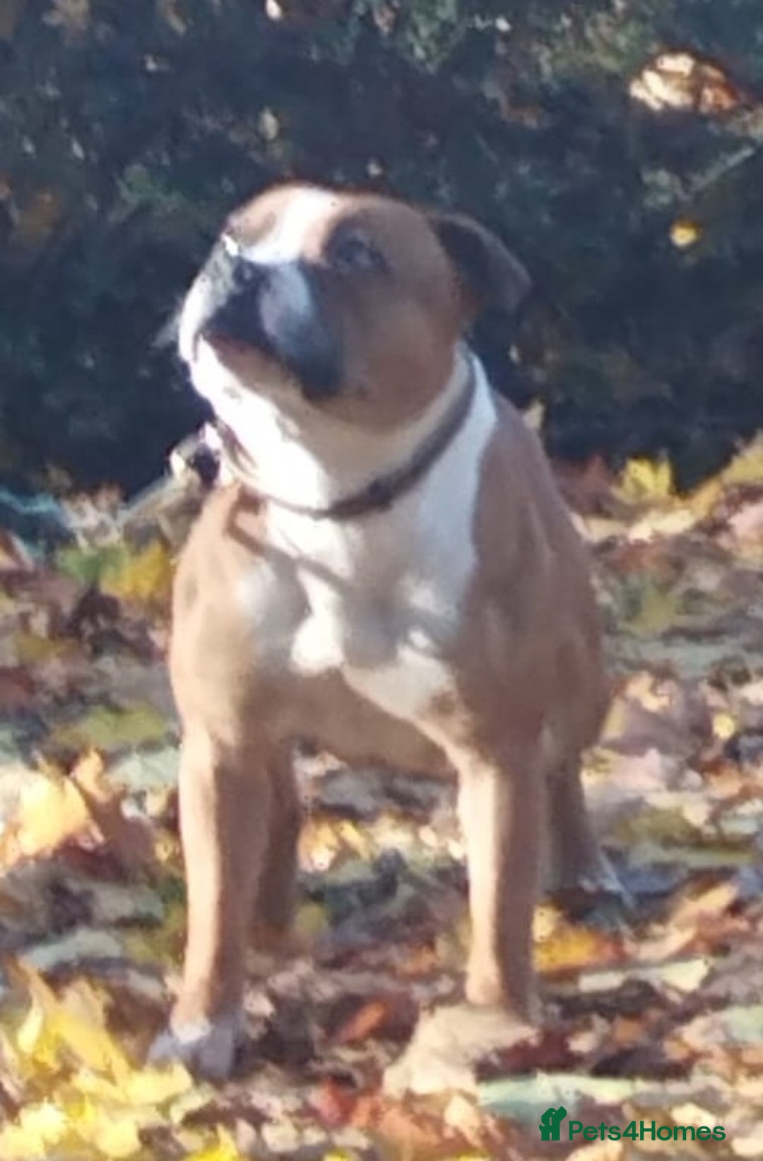 Staffordshire Bull Terrier dogs for sale: DNA HEALTH TESTED STAFFIE PUPPIES, BAER HEARING  - Advert 4