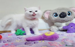 British Longhair cats for sale: 5 Beautiful blue eyed British Shorthair in London - Image 21