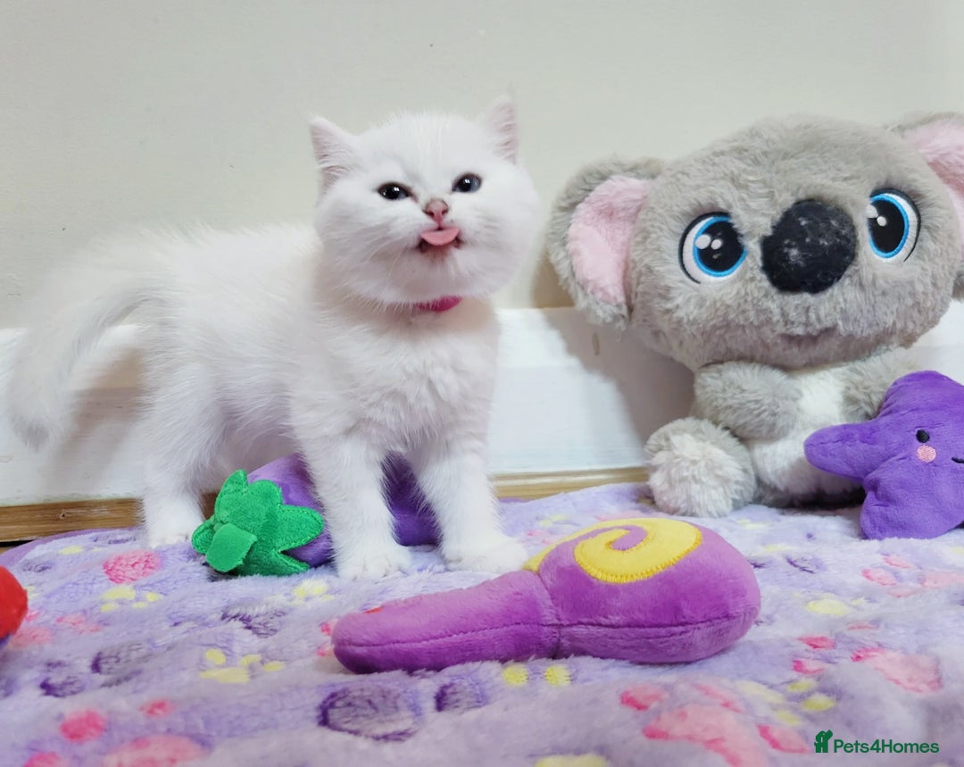 British Longhair cats for sale: 5 Beautiful blue eyed British Shorthair in London - Image 21