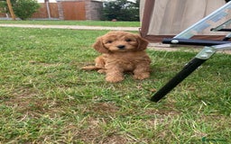 Cockapoo dogs for sale: ⭐️⭐️⭐️⭐️⭐️ F1 apricot Toy Cockapoo Puppies  - Image 3