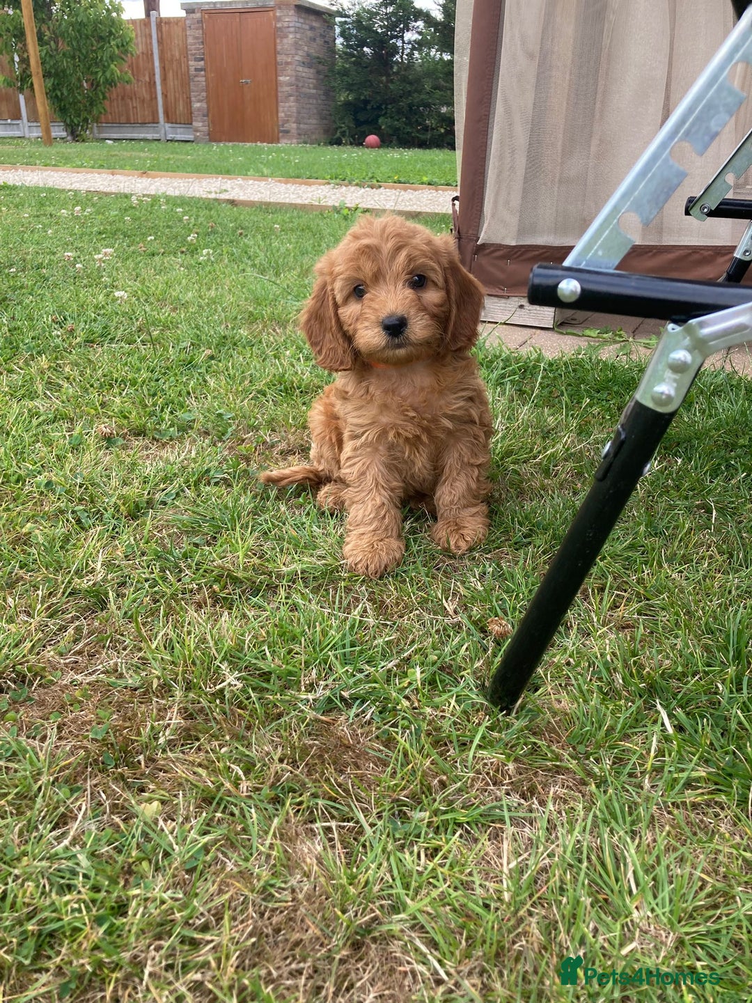 Cockapoo dogs for sale: ⭐️⭐️⭐️⭐️⭐️ F1 apricot Toy Cockapoo Puppies  - Image 3