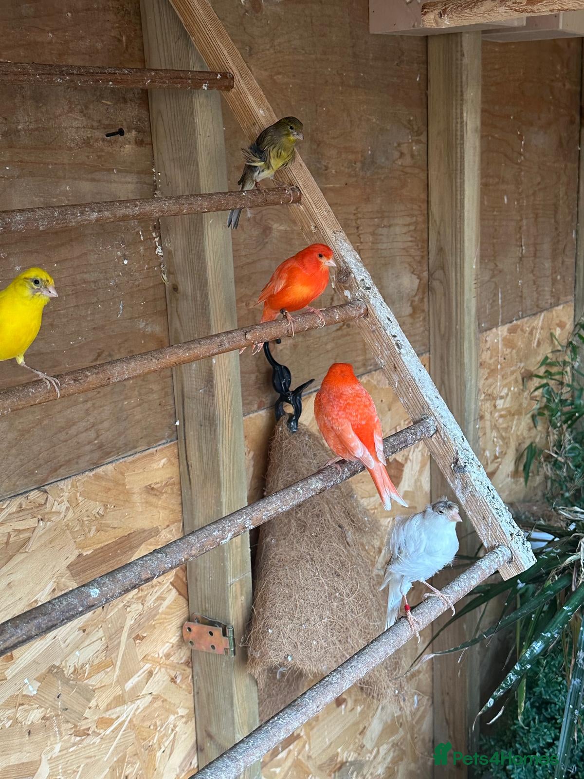 Canaries birds Canary female - Advert 8