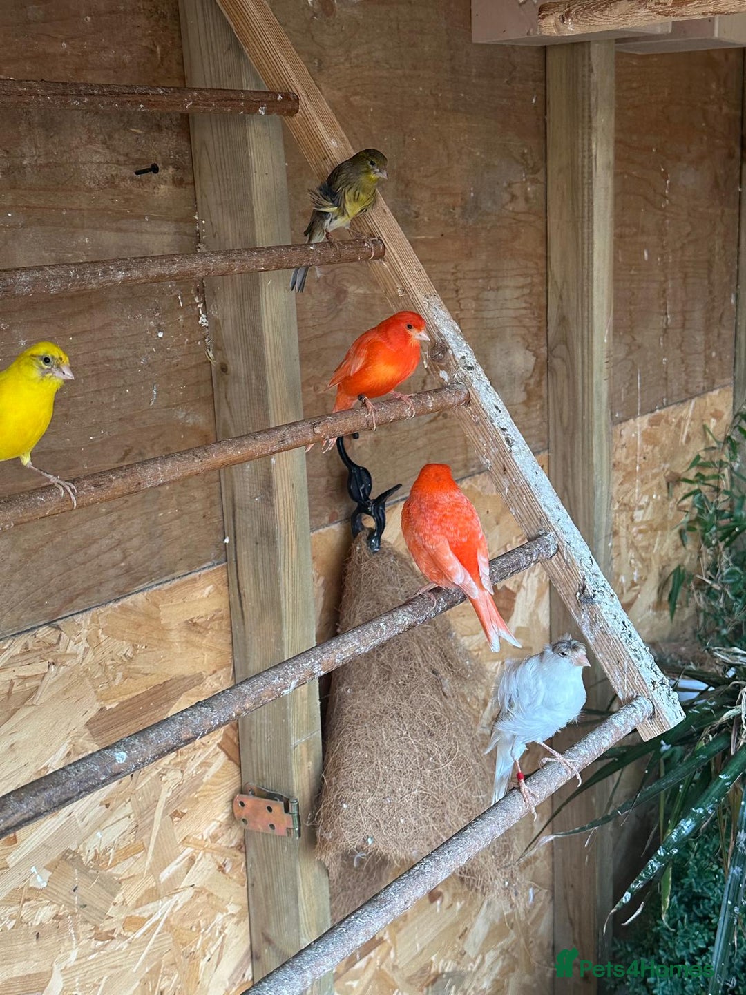 Canaries birds for sale: Canary female - Image 1