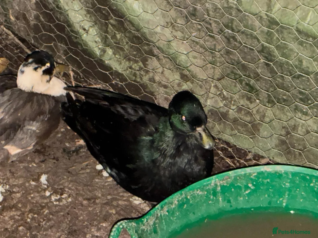 Ducks poultry for sale: 3 male call ducks - Advert 4