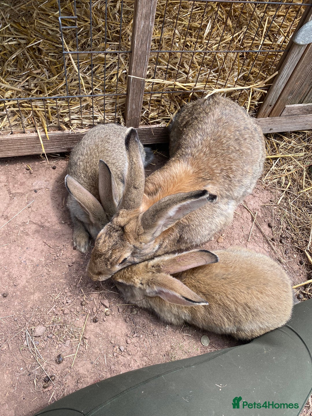 Continental Giant rabbits for sale: Continental giant - Image 21