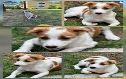 Mixed Breed dogs for adoption: PEGI, SARA & MIA - Image 4