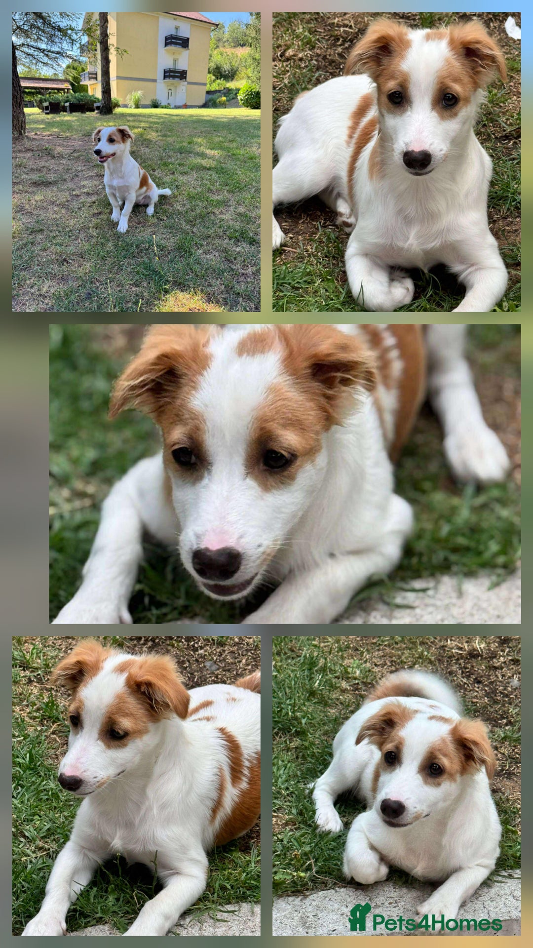 Mixed Breed dogs for adoption: PEGI, SARA & MIA - Image 4